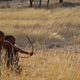 Image for article titled We Can't Blame Obesity On Our Hunter-Gatherer Ancestors Anymore